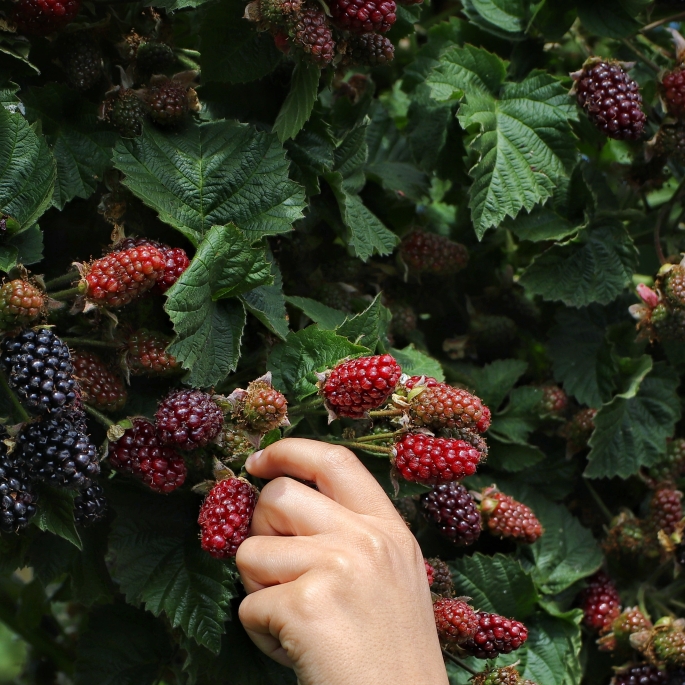 hand extending into a berry bush to pick sun sweet berries -NEOplaneteers Network - photo credit M. Mendez